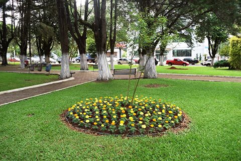 You are currently viewing Prefeitura realiza o plantio de flores